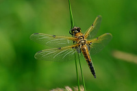 	A0511	 Vka tyskvrnn (Libellula quadrimaculata)