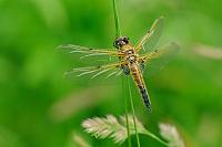 	A0532	 Vka tyskvrnn (Libellula quadrimaculata)