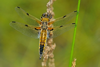 	A0548	 Vka tyskvrnn (Libellula quadrimaculata)
