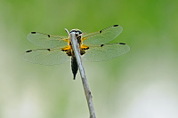 	A1081	 Vka tyskvrnn (Libellula quadrimaculata)