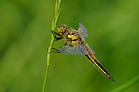 	A1127	 Vka tyskvrnn (Libellula quadrimaculata)