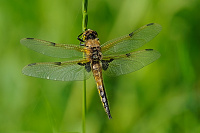 	A1134	 Vka tyskvrnn (Libellula quadrimaculata)