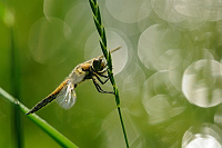 Vka tyskvrnn (Libellula quadrimaculata)