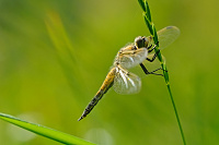 	A1168	 Vka tyskvrnn (Libellula quadrimaculata)