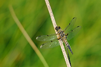 	A1571	 Vka tyskvrnn (Libellula quadrimaculata)