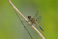 	A1580	 Vka tyskvrnn (Libellula quadrimaculata)