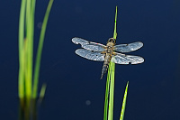 	A5628	 Vka tyskvrnn (Libellula quadrimaculata)