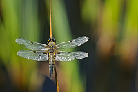	A5651	 Vka tyskvrnn (Libellula quadrimaculata)