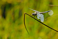 	A7049	 Vka tyskvrnn (Libellula quadrimaculata)