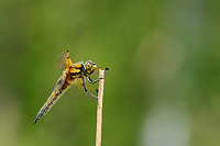 b1352 Vka tyskvrnn (Libellula quadrimaculata)