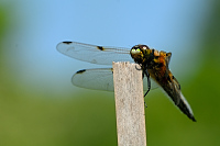 b1402 Vka tyskvrnn (Libellula quadrimaculata)