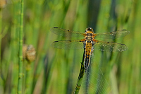 b1483 Vka tyskvrnn (Libellula quadrimaculata)