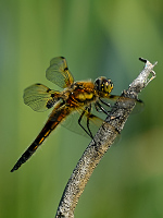 b2855 Vka tyskvrnn (Libellula quadrimaculata)