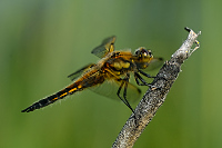 b2861 Vka tyskvrnn (Libellula quadrimaculata)
