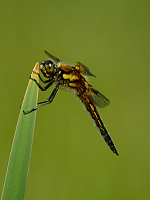 b2866 Vka tyskvrnn (Libellula quadrimaculata)