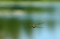 b2867 Vka tyskvrnn (Libellula quadrimaculata)