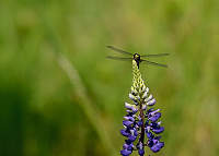 b2948 Vka tyskvrnn (Libellula quadrimaculata)