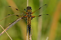 b3051 Vka tyskvrnn (Libellula quadrimaculata)