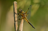 b3094 Vka tyskvrnn (Libellula quadrimaculata)