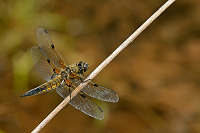 b3547 Vážka čtyřskvrnná (Libellula quadrimaculata)