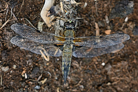 b3731 Vka tyskvrnn (Libellula quadrimaculata)
