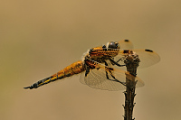 c0400. Vka tyskvrnn (Libellula quadrimaculata)