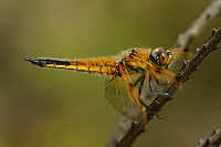 c0431. Vka tyskvrnn (Libellula quadrimaculata)