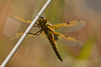 c0460. Vka tyskvrnn (Libellula quadrimaculata)