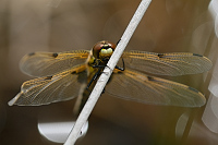 c0472. Vka tyskvrnn (Libellula quadrimaculata)