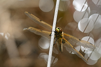 c0493. Vka tyskvrnn (Libellula quadrimaculata)