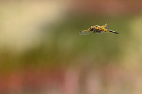 c0542. Vka tyskvrnn (Libellula quadrimaculata)