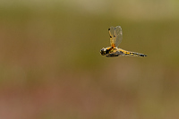 c0546. Vážka čtyřskvrnná (Libellula quadrimaculata)