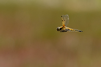 c0546. Vka tyskvrnn (Libellula quadrimaculata)