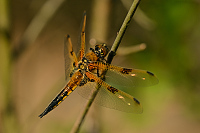 c1769. Vážka čtyřskvrnná (Libellula quadrimaculata)