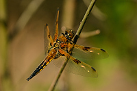 c1769. Vka tyskvrnn (Libellula quadrimaculata)