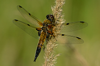 c3665. Vka tyskvrnn (Libellula quadrimaculata)
