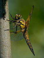 c5137. Vka tyskvrnn (Libellula quadrimaculata)