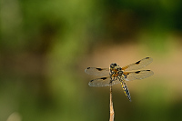 e1483. Vka tyskvrnn (Libellula quadrimaculata)