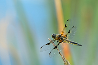 e1511. Vka tyskvrnn (Libellula quadrimaculata)