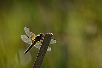e1759. Vka tyskvrnn (Libellula quadrimaculata)