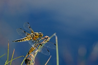 f2816. Vka tyskvrnn (Libellula quadrimaculata)
