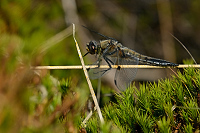 f2883. Vka tyskvrnn (Libellula quadrimaculata)