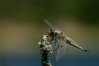 g1976. Vka tyskvrnn (Libellula quadrimaculata)