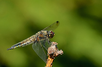 g2260. Vka tyskvrnn (Libellula quadrimaculata)
