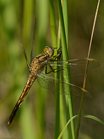 c3467 Vka hndoskvrnn (Orthetrum brunneum)