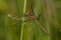 c3478 Vka hndoskvrnn (Orthetrum brunneum)