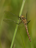 c3494 Vka hndoskvrnn (Orthetrum brunneum)