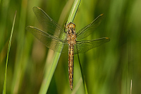 c3498 Vka hndoskvrnn (Orthetrum brunneum)