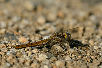 c3538 Vka hndoskvrnn (Orthetrum brunneum)