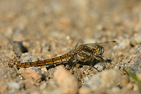 Vka hndoskvrnn (Orthetrum brunneum)